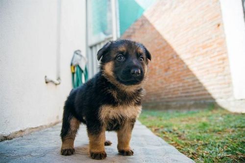 Amazing Registered German Shepherd Puppies