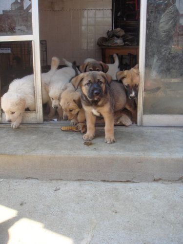 German Shepherd X Black Lab Cross