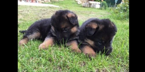 German Shepherd Europe with excellent pedigree