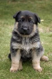 German shepherd puppies ready