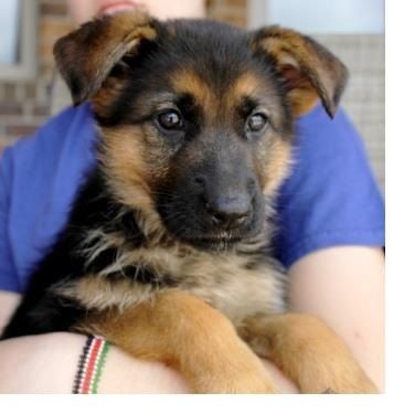 We have beautiful German Shepherd puppies