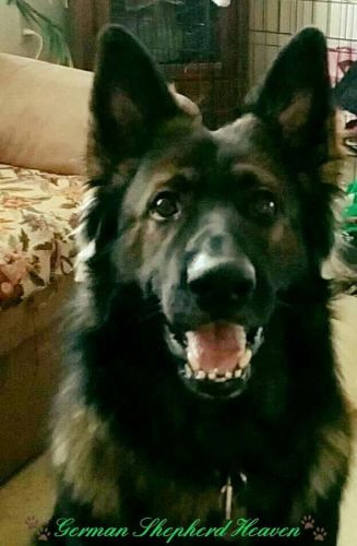 German Shepherd Puppies Panda And Tri-color