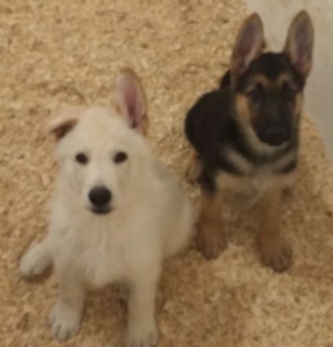 Registered German Shepherds