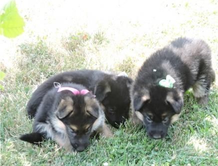 beautiful pure German Shepherd