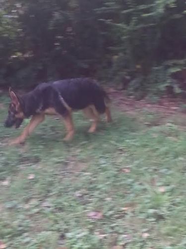 AKC German Shepherd Female Pup