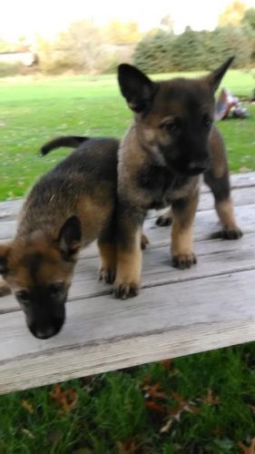 Working German shepherd Czech