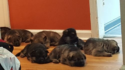 German Shepherd puppies akc registered