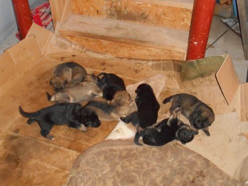 german shep puppies