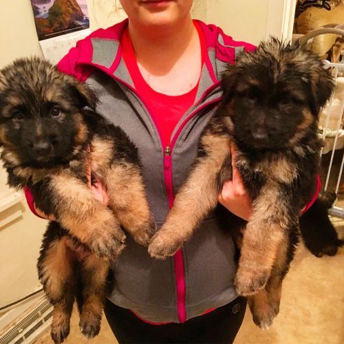 German shepherd puppies