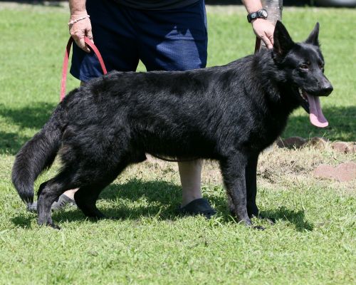 German Shepherd Dogs