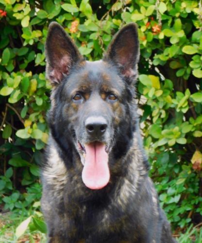 DDR German Shepherd dog - big bones - great for protection