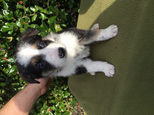AKC Panda German Shepherd Puppies
