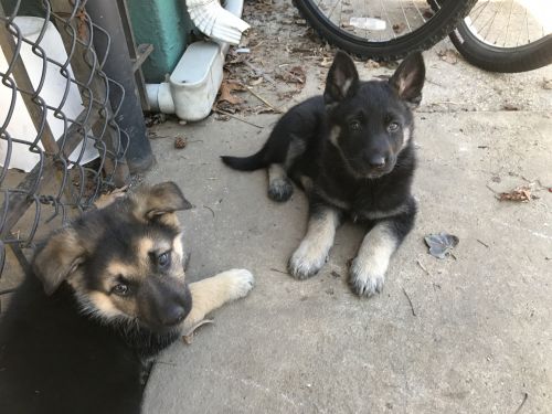 German Shepherd Puppies