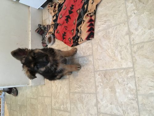 Female German shepherd puppy