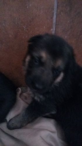 Pure bred German Shepherd
