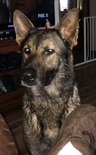 AKC German Shepherd puppies