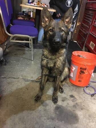 8 month old sable female