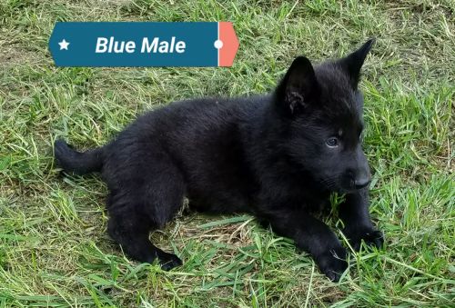 AKC Working Line German Shepherd Puppies