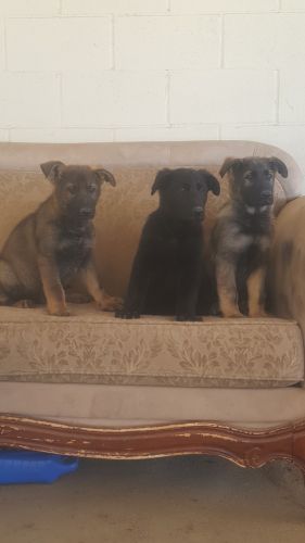 AKC Sable German Shepherd