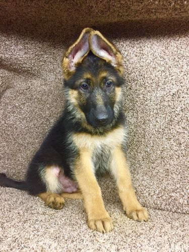German shepherd