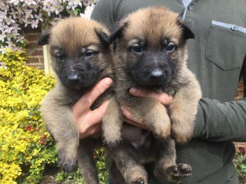 Kc German Shepherd Puppies