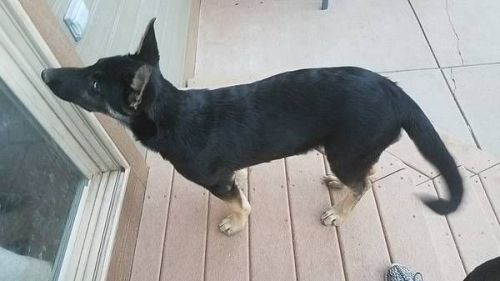 German sheperd mix husky