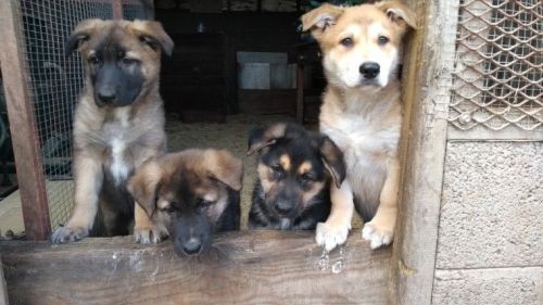 German Shepherd Pups