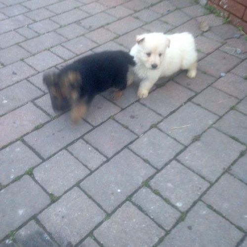 German Shepherd Puppies