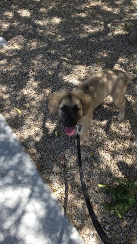 Akita german shepard