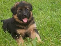 Cute lovely German Shepherd for adoption....