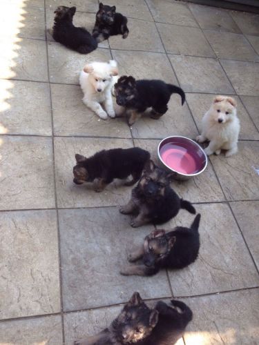 German Shepherd Puppies for sale in Allen St, New York, NY 10002, USA. price: NA