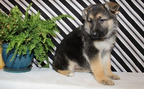 wonderful German Shepherd puppies for adoption..