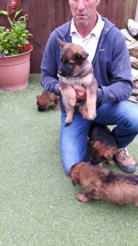 AKc Pedigree German Shepard Puppies