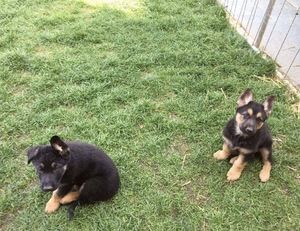 German shepherd puppies