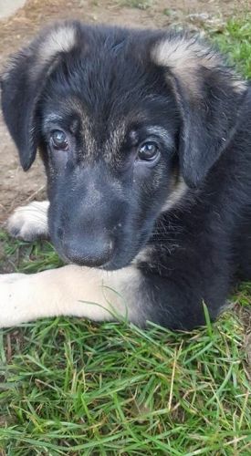 AKC Registered German Shepherd puppies