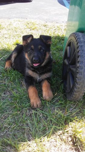 German Shepherd pups
