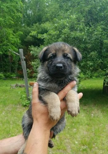 Awesome AKC High Quality Purebred German Shepherd Puppy