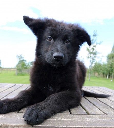 One All Black Long Coat German Shepherd Boy