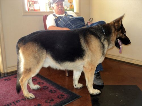 GIANT GERMAN SHEPHERDS