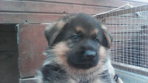 Traditional German Shepherd Pups - Working Lines