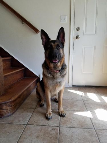 AKC German shepherd
