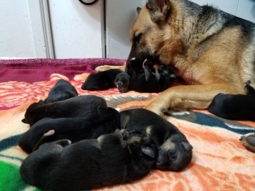 GSD PURE BLOOD PUPPIES
