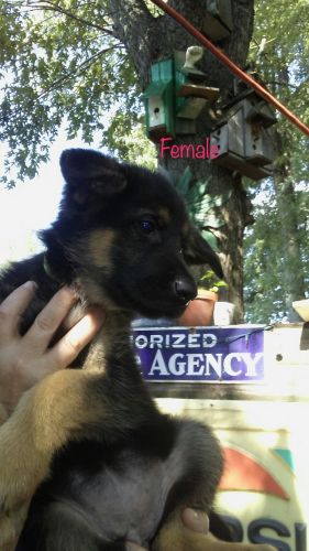 German Shepherd puppy