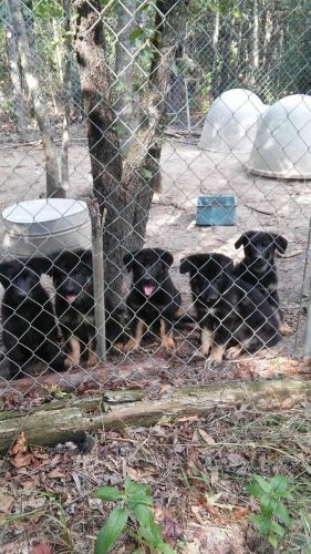 Adorable High Quality Purebred German Shepherd Puppy
