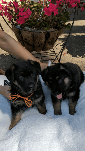 Female Purebred Champion Bloodline German Shepherd puppies
