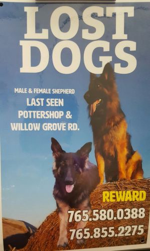 Missing German SHEPHERDS