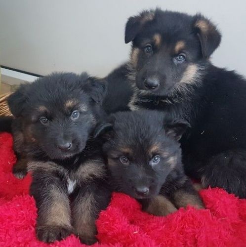 German Shepherd Puppies