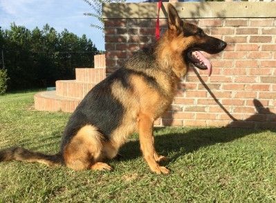 AKC German Shepherd puppies