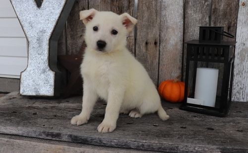 Gorgeous AKC White German Shepherd Puppies