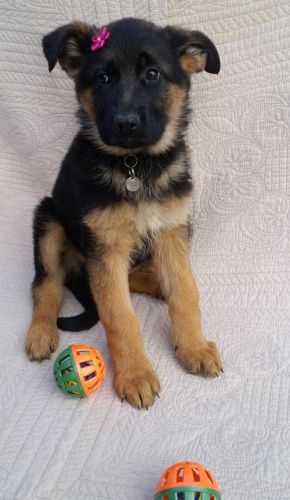 Gorgeous German Shepherd Puppies For Sale